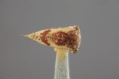 Idioderma picta by the Smithsonian. Used under a CC0 license.