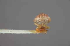 Idioderma picta by the Smithsonian. Used under a CC0 license.
