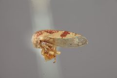 Idioderma picta by the Smithsonian. Used under a CC0 license.