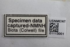 Idioderma picta by the Smithsonian. Used under a CC0 license.