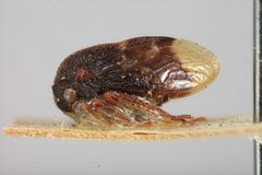 Leioscyta brunnea by the Smithsonian. Used under a CC0 license.