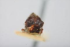 Leioscyta brunnea by the Smithsonian. Used under a CC0 license.