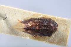 Leioscyta brunnea by the Smithsonian. Used under a CC0 license.
