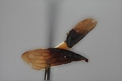 Leioscyta rufidorsa by the Smithsonian. Used under a CC0 license.