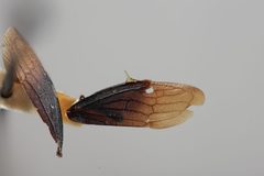 Leioscyta rufidorsa by the Smithsonian. Used under a CC0 license.
