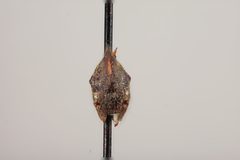 Leioscyta trimaculata by the Smithsonian. Used under a CC0 license.