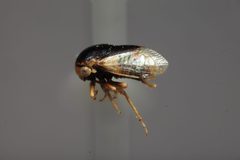 Micrutalis godfreyi by the Smithsonian. Used under a CC0 license.
