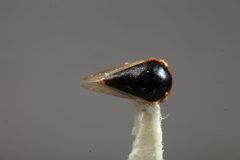 Micrutalis godfreyi by the Smithsonian. Used under a CC0 license.