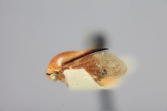Micrutalis nigromarginata by the Smithsonian. Used under a CC0 license.