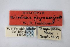Micrutalis nigromarginata by the Smithsonian. Used under a CC0 license.
