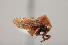 Multareis cornutus by the Smithsonian. Used under a CC0 license.
