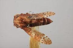 Multareis cornutus by the Smithsonian. Used under a CC0 license.