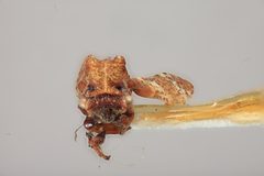 Multareis cornutus by the Smithsonian. Used under a CC0 license.