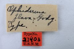 Ophiderma flava by the Smithsonian. Used under a CC0 license.