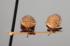 Ophiderma stonei by the Smithsonian. Used under a CC0 license.