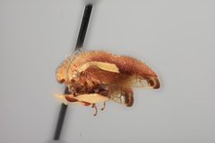 Ophiderma stonei by the Smithsonian. Used under a CC0 license.