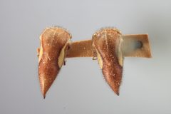 Ophiderma stonei by the Smithsonian. Used under a CC0 license.