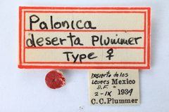 Palonica deserta by the Smithsonian. Used under a CC0 license.