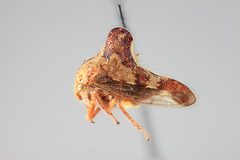 Palonica portolo by the Smithsonian. Used under a CC0 license.