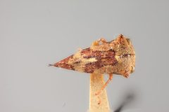 Palonica portolo by the Smithsonian. Used under a CC0 license.