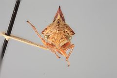 Palonica portolo by the Smithsonian. Used under a CC0 license.
