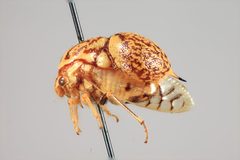Parantonae ornata by the Smithsonian. Used under a CC0 license.