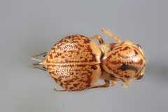 Parantonae ornata by the Smithsonian. Used under a CC0 license.