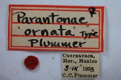 Parantonae ornata by the Smithsonian. Used under a CC0 license.