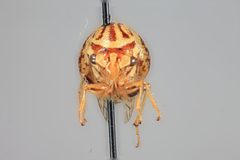 Parantonae ornata by the Smithsonian. Used under a CC0 license.