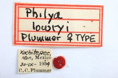 Philya lowryi by the Smithsonian. Used under a CC0 license.