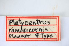 Platycentrus ramosicornis by the Smithsonian. Used under a CC0 license.