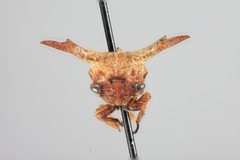 Platycentrus ramosicornis by the Smithsonian. Used under a CC0 license.