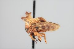 Platycentrus ramosicornis by the Smithsonian. Used under a CC0 license.