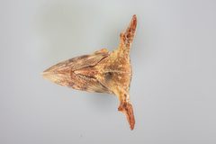 Platycentrus ramosicornis by the Smithsonian. Used under a CC0 license.