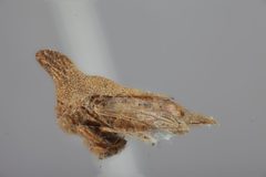 Platycotis minax by the Smithsonian. Used under a CC0 license.
