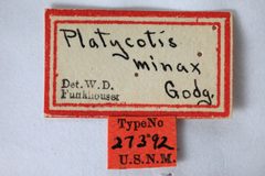 Platycotis minax by the Smithsonian. Used under a CC0 license.