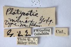 Platycotis minax by the Smithsonian. Used under a CC0 license.