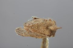 Platycotis minax by the Smithsonian. Used under a CC0 license.