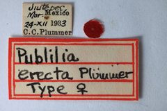 Publilia erecta by the Smithsonian. Used under a CC0 license.