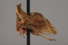 Publilia erecta by the Smithsonian. Used under a CC0 license.