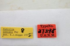Publilia nigridorsum by the Smithsonian. Used under a CC0 license.