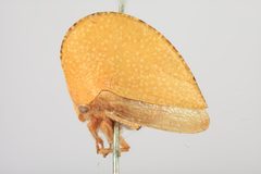 Smilia auriculata by the Smithsonian. Used under a CC0 license.