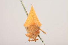 Smilia auriculata by the Smithsonian. Used under a CC0 license.