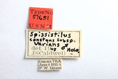 Spissistilus constans varians by the Smithsonian. Used under a CC0 license.
