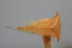 Spissistilus constans varians by the Smithsonian. Used under a CC0 license.