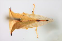 Stictocephala bisonia by the Smithsonian. Used under a CC0 license.