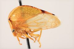 Stictocephala bisonia by the Smithsonian. Used under a CC0 license.
