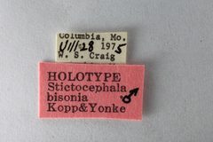 Stictocephala bisonia by the Smithsonian. Used under a CC0 license.