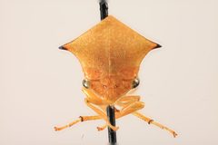 Stictocephala bisonia by the Smithsonian. Used under a CC0 license.