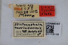 Stictocephala tauriniformis by the Smithsonian. Used under a CC0 license.